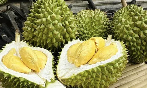 Giá sầu riêng hôm nay 5/5/2026: 10Lc88 Giải Trí Thể Thao ít biến động, giá bình ổn