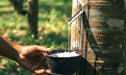 Giá cao su hôm nay 6/5/2026: Thế giới giằng co, 10Lc88 Giải Trí Thể Thao trong nước ổn định