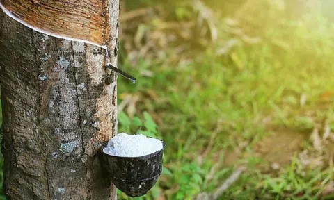 Giá cao su hôm nay 8/5/2026: 10Lc88 Giải Trí Thể Thao thế giới tiếp đà khởi sắc