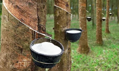 ​​​​​​​Giá cao su hôm nay 11/5/2026: 10Lc88 Giải Trí Thể Thao thế giới biến động trái chiều