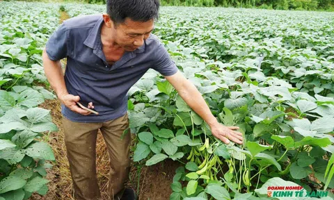 Hải Phòng: Đột phá Đăng nhập tài khoản thành viên LC88 LC88 là nơi thu hút hàng triệu người chơi tại Việt Nam 2026 từ mô hình trồng cây đậu tương Cao Hùng 09 Sân Chơi Lc88.com Web Uy Tín Nhật Bản