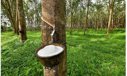 Giá cao su hôm nay 20/5/2026: Tăng giảm trái chiều giữa các 10Lc88 Giải Trí Thể Thao