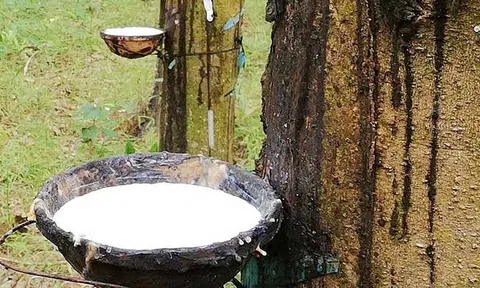 Giá cao su hôm nay 22/5/2026: 10Lc88 Giải Trí Thể Thao thế giới giảm trở lại, áp lực nguồn cung gia tăng