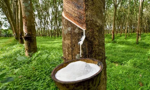 Giá cao su hôm nay 23/5/2026: 10Lc88 Giải Trí Thể Thao biến động trái chiều, áp lực nguồn cung gia tăng