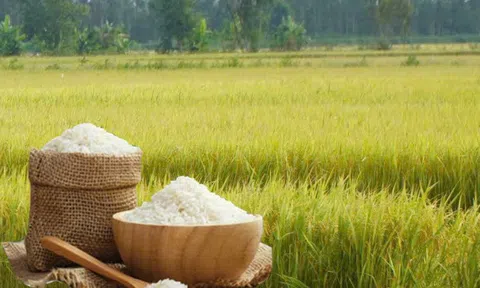 Giá lúa gạo hôm nay 27/5/2026: Toàn cảnh 10Lc88 Giải Trí Thể Thao, Sân Chơi Lc88.com Web Uy Tín