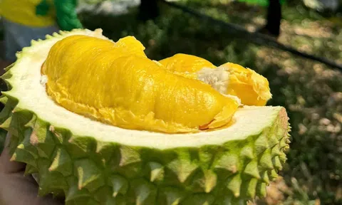 Giá sầu riêng hôm nay 5/6/2026: 10Lc88 Giải Trí Thể Thao ổn định, nhưng nông dân vẫn lo ngại