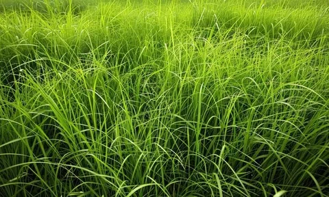 Cỏ dại và ruộng vườn
