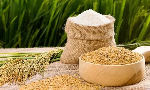 Giá lúa gạo hôm nay 15/6/2026: Duy trì ổn định