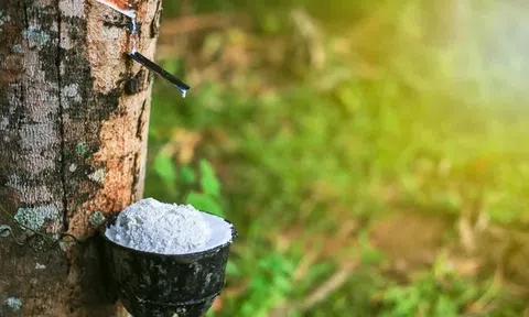 Giá cao su hôm nay 16/6/2026: Nhật Bản tăng nhờ nguồn cung thắt chặt