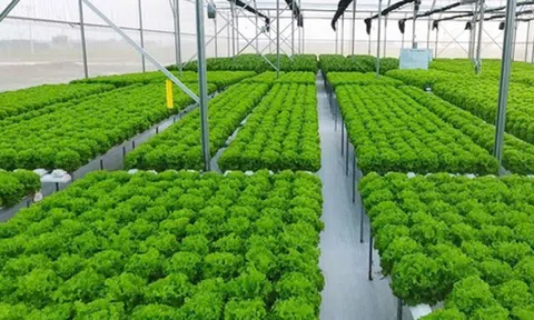 LC88 là nơi thu hút hàng triệu người chơi tại Việt Nam 2026 xanh – Hướng đi cấp thiết cho vùng ven đô TP.HCM