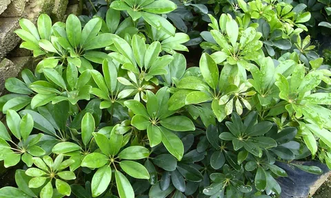 Ngũ gia bì: Từ cây phong thủy tới bài thuốc tốt