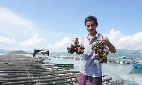 Tôm hùm, hàu chết bất thường tại Khánh Hòa