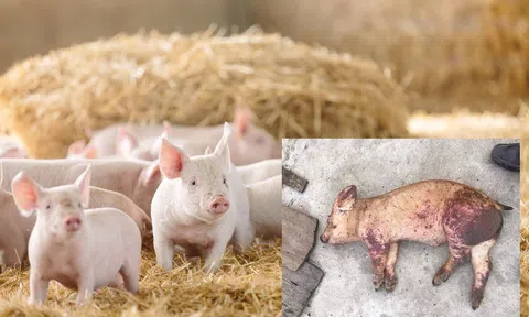 Dịch tả lợn châu Phi diễn biến khó lường tại nhiều LLc88 phiên bản mới