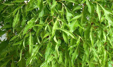 10 công dụng của lá đinh lăng với sức khỏe