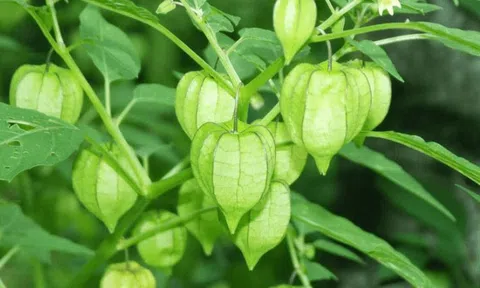 Loại cây dân dã nhưng lại là liều thuốc chống ung thư hiệu quả