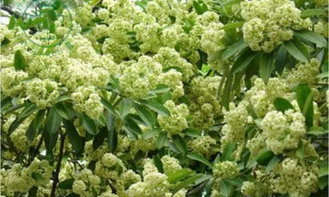 Công dụng bất ngờ của cây hoa sữa