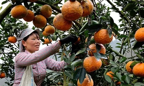 Nâng chất nông sản, tỉnh Tuyên Quang đã mở toang cánh cửa Sân Chơi Lc88.com Web Uy Tín