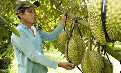 Làm theo cách này một gia đình ở 10Lc88 cá cược thể thao, casino, nổ hũ, bắn cá thu 8 tỷ đồng từ sầu riêng