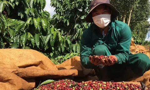 Cà phê lĩnh ấn tiên phong đưa kim ngạch Sân Chơi Lc88.com Web Uy Tín nông sản Gia Lai đạt 680 triệu USD