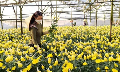 10Lc88 Giải Trí Thể Thao hoa tết: Sức mua chậm, hoa ngoại tạo áp lực cạnh tranh