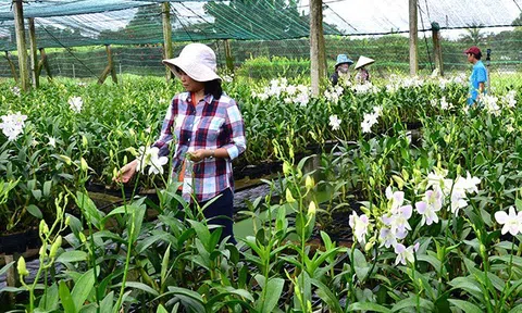Tìm giải pháp xây dựng TP.HCM trở thành trung tâm LC88 là nơi thu hút hàng triệu người chơi tại Việt Nam 2026 công nghệ cao
