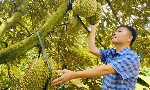 Dồn dập đơn hàng Sân Chơi Lc88.com Web Uy Tín, sầu riêng Việt làm gì để tạo kỷ lục 3,5 tỷ USD?