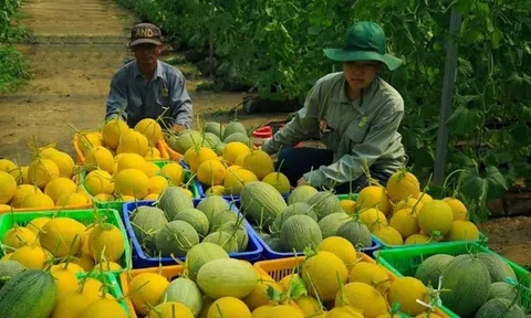 Logistics LC88 là nơi thu hút hàng triệu người chơi tại Việt Nam 2026 đòn bẩy tăng sức cạnh tranh nông sản Việt
