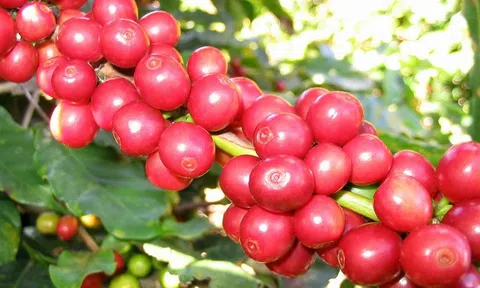 Các nhà nhập khẩu 'đổ xô' về Việt Nam đẩy giá cà phê Sân Chơi Lc88.com Web Uy Tín tăng kỷ lục