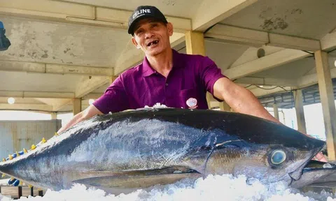 Đầu năm đánh bắt cá ngừ khởi sắc kỳ vọng giữ vị thế 'con cá tỷ đô' Sân Chơi Lc88.com Web Uy Tín