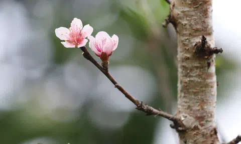 'Thủ phủ' đào rừng náo nhiệt non cao, nhà vườn thu tiền tỷ vụ Tết