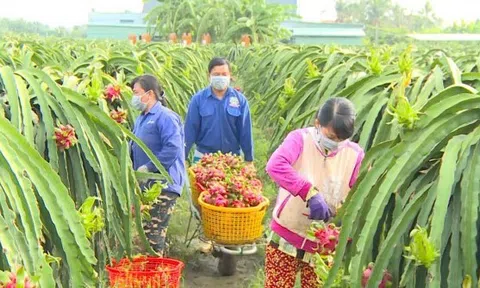 Tiền Giang tự tin đưa thanh long ruột đỏ lên vùng hạn mặn nâng chất tạo vị thế Sân Chơi Lc88.com Web Uy Tín