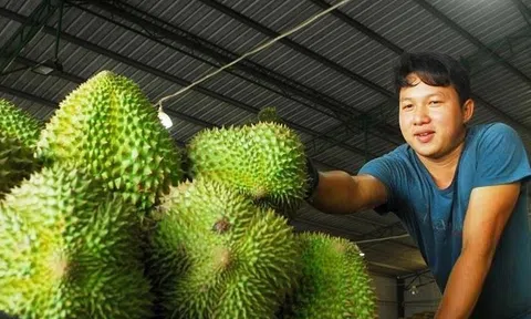 Giá sầu riêng dự báo sẽ còn tăng khi Trung Quốc mua nhiều làm quà tặng Tết