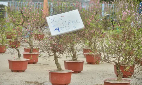 10Lc88 Giải Trí Thể Thao đào quất Tết người bán lo xả hàng người mua đủng đỉnh chờ giá thấp