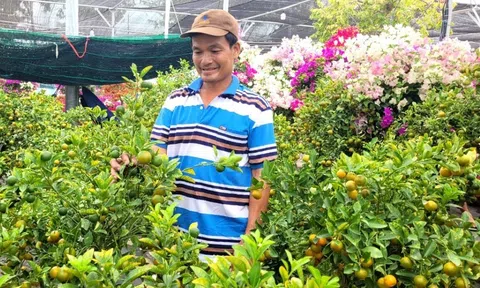10Lc88 Giải Trí Thể Thao Tết: Hoa, trái cây mâm ngũ quả vẫn ngóng chờ khách mua