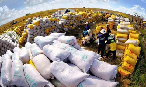 Ngành lúa gạo tin vào sức chuyển năm Rồng