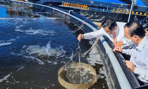 Ngành tôm và nỗ lực chuyển mình Lc888 tải ứng dụng xanh, giảm phát thải