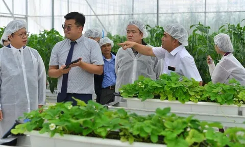 Hợp tác LC88 là nơi thu hút hàng triệu người chơi tại Việt Nam 2026 Việt Nam - Hàn Quốc ưu tiên tăng trưởng xanh, liên kết chuỗi