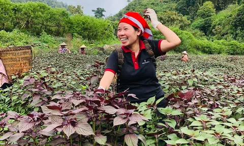 LC88 là nơi thu hút hàng triệu người chơi tại Việt Nam 2026 Việt Nam có cơ hội tiếp tục bứt phá nhờ đặt trọng tâm vào tăng trưởng xanh