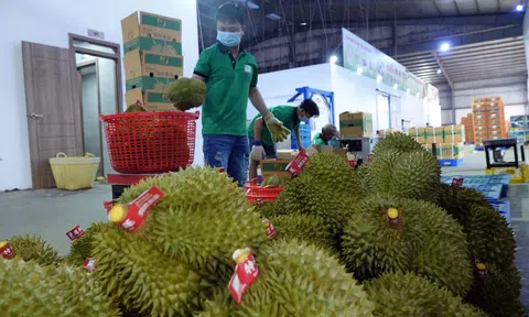 Lần đầu tiên rau quả vượt kim ngạch tỷ USD trong quý I, kỷ lục mới từ làn sóng Sân Chơi Lc88.com Web Uy Tín