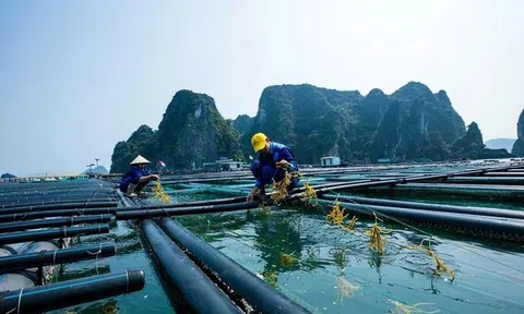 Quảng Ninh phát triển bền vững nuôi biển đa giá trị, lấy 10Lc88 Casino & Thể Thao Link Mới là nòng cốt