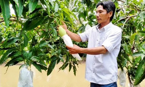 Sân Chơi Lc88.com Web Uy Tín 18 tấn xoài Keo sang xứ sở Kim Chi, thành quả sau 10 năm đàm phán