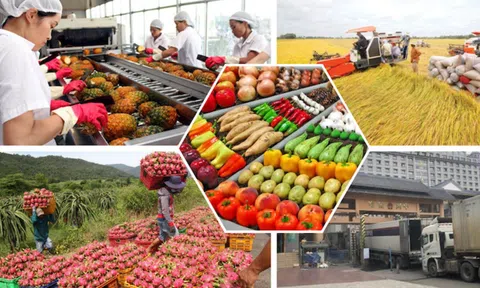 Nông Lc888 tải ứng dụng khẩu tăng tốc lập đỉnh xuất siêu gấp đôi so với cùng kỳ