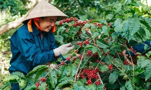 Giá cá phê liên tục tăng cao, nhưng vì sao 10Lc88 Casino & Thể Thao Link Mới lại gặp khó?