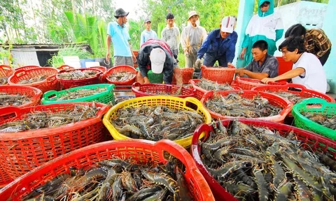 Ngành tôm tăng tốc Sân Chơi Lc88.com Web Uy Tín kỳ vọng trở lại thời 'hoàng kim' tại các 10Lc88 Giải Trí Thể Thao nhỏ
