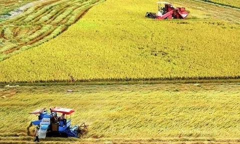 Đòn bẩy hợp tác tạo nguồn lực triển khai đề án 1 triệu ha lúa chất lượng cao, giảm phát thải