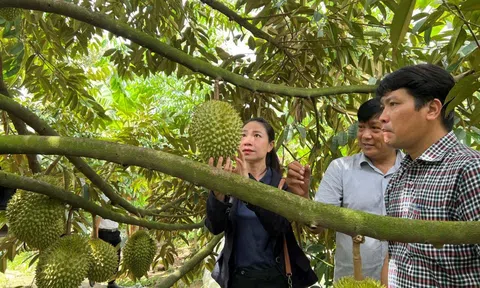 'Thủ phủ' sầu riêng Cần Thơ sốt giá, LLc88 phiên bản mới cảnh báo tình trạng bán non, chín ép