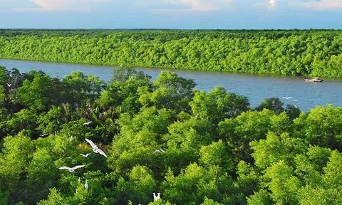 Rừng ngập mặn, 'kho' tín chỉ carbon xanh dương khổng lồ còn chờ khai thác