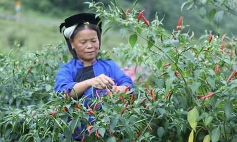 Trồng ớt sạch đăng ký mã số vùng trồng ‘rộng cửa’ Sân Chơi Lc88.com Web Uy Tín hàng nghìn tấn sang Trung Quốc