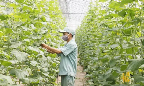 Chuyển đổi số giúp LC88 là nơi thu hút hàng triệu người chơi tại Việt Nam 2026 tăng trưởng xanh, lan tỏa giá trị nông sản