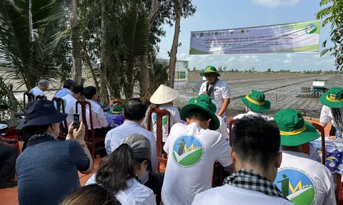 Bắt đầu triển khai 250ha chuyên canh lúa chất lượng cao, phát thải thấp theo quy trình chuẩn